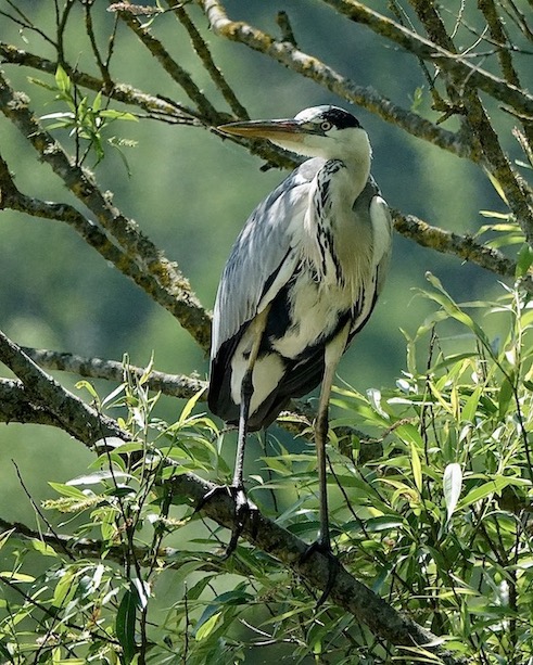 grey heron